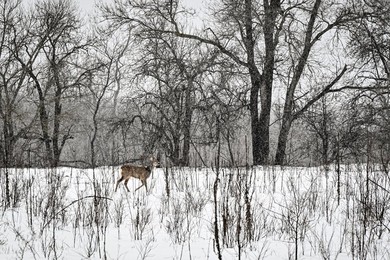 Winter nature of Khortytsia