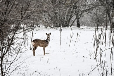 Winter nature of Khortytsia
