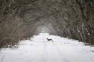 Winter nature of Khortytsia