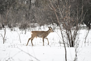 Winter nature of Khortytsia
