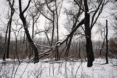 Winter nature of Khortytsia