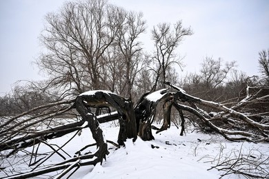 Winter nature of Khortytsia
