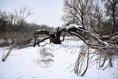 Winter nature of Khortytsia