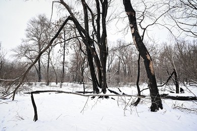 Winter nature of Khortytsia