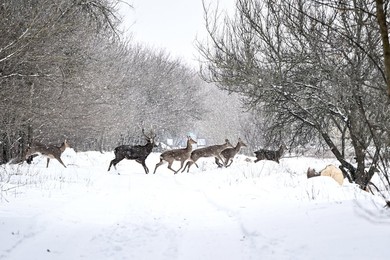 Winter nature of Khortytsia