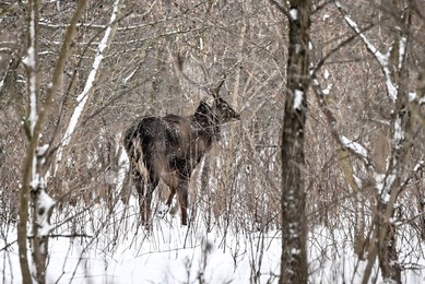 Winter nature of Khortytsia
