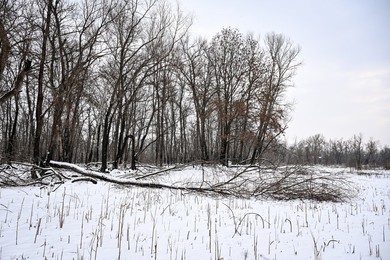 Winter nature of Khortytsia