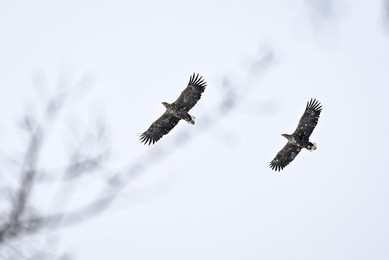 Winter nature of Khortytsia