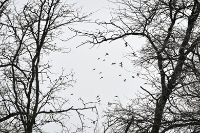 Winter nature of Khortytsia