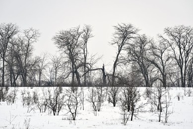 Winter nature of Khortytsia
