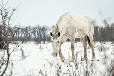 Winter nature of Khortytsia