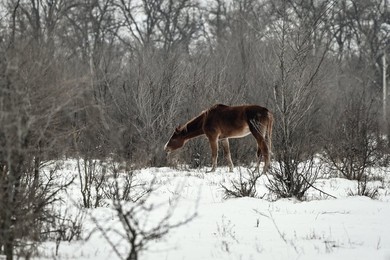 Winter nature of Khortytsia