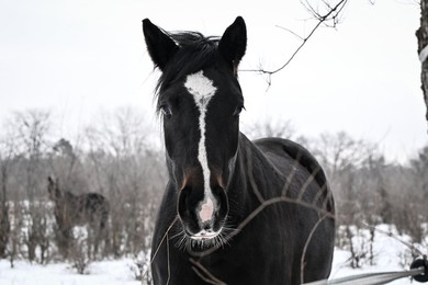 Winter nature of Khortytsia