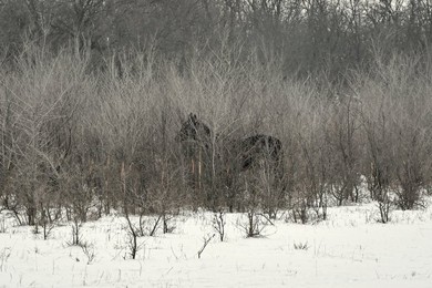Winter nature of Khortytsia