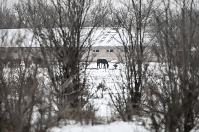 Winter nature of Khortytsia