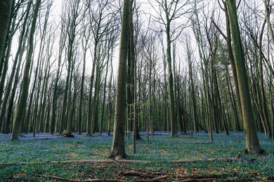 NATURE HALLERBOS FLOWERS ILLUSTRATIONS