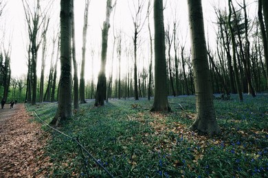 NATURE HALLERBOS FLOWERS ILLUSTRATIONS