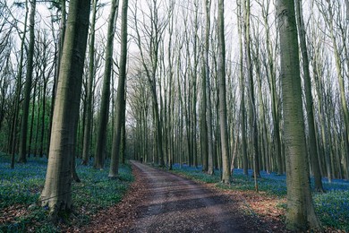 NATURE HALLERBOS FLOWERS ILLUSTRATIONS