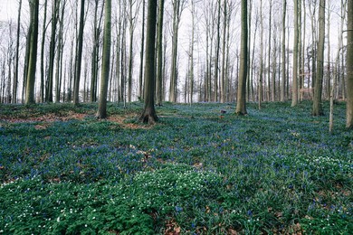NATURE HALLERBOS FLOWERS ILLUSTRATIONS