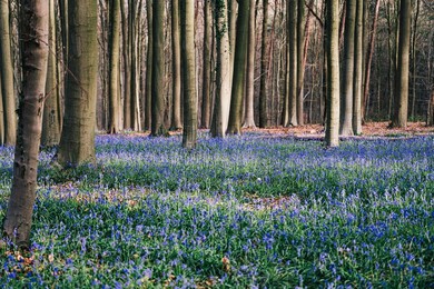 NATURE HALLERBOS FLOWERS ILLUSTRATIONS