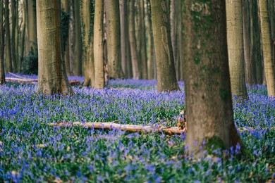 NATURE HALLERBOS FLOWERS ILLUSTRATIONS