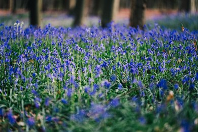 NATURE HALLERBOS FLOWERS ILLUSTRATIONS