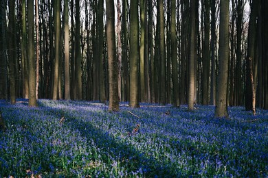 NATURE HALLERBOS FLOWERS ILLUSTRATIONS