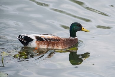 Mallard duck on the River Great Ouse at Ely, Cambridgeshire, UK.