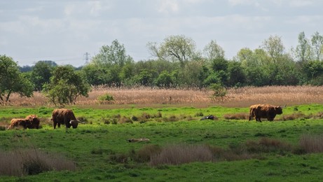 Highland cattle on farmland at Wicken fen. Wicken, near Ely , Cambridgeshire, UK.