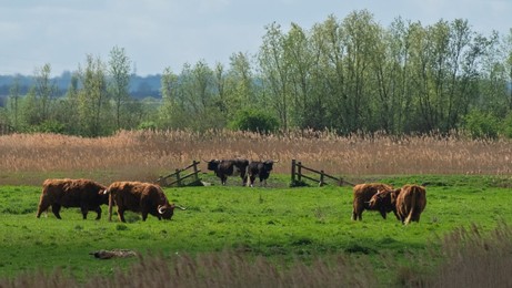 Highland cattle on farmland at Wicken fen. Wicken, near Ely , Cambridgeshire, UK.