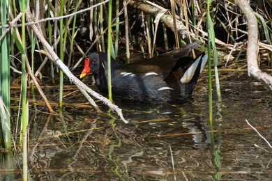 Moorhen, Gallinula chloropus on Wicken lode, Wicken Fen, near Ely, Cambridgeshire, UK.