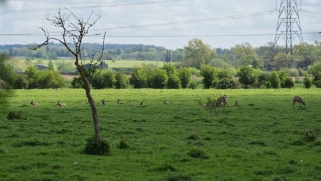 Wild deer on land at Wicken fen, near Ely, Cambridgeshire, UK.