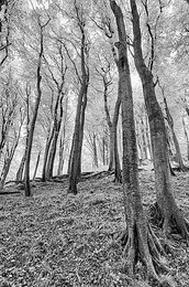 Image 1111918998
