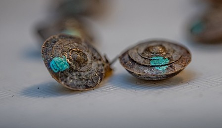 Near-extinct snails hatched at UK and French zoos have returned to the wild following major conservation breeding success