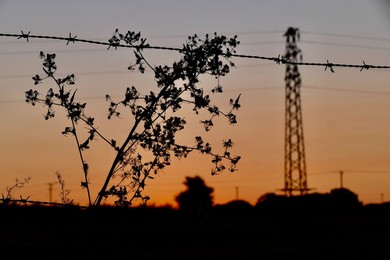Daily life, dawn skies