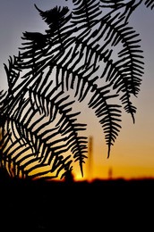 Daily life, dawn skies