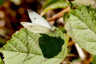 Cabbage White Butterflies in the sunshine