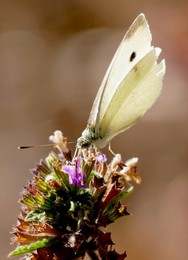 Cabbage White Butterflies in the sunshine