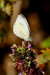 Cabbage White Butterflies in the sunshine
