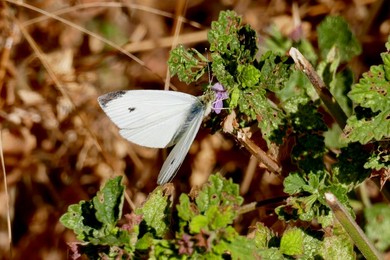 Cabbage White Butterflies in the sunshine