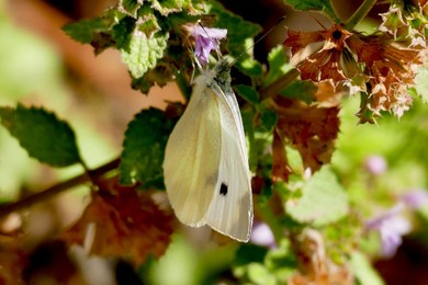 Cabbage White Butterflies in the sunshine