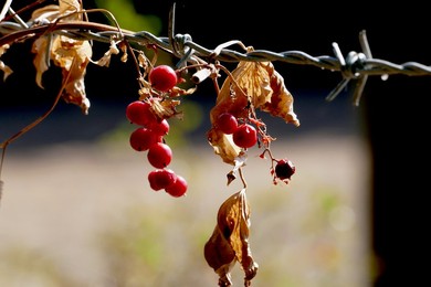 Seasonal weather
