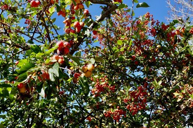Seasonal weather