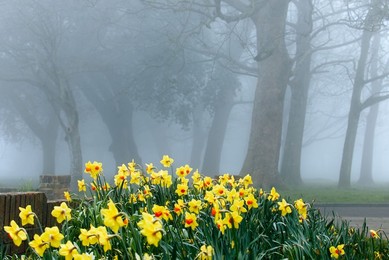 Fog in Southwick
