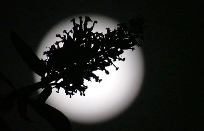 Waxing Gibbous Moon