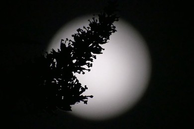 Waxing Gibbous Moon