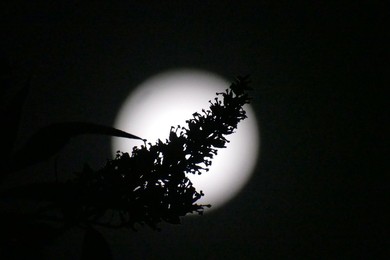 Waxing Gibbous Moon