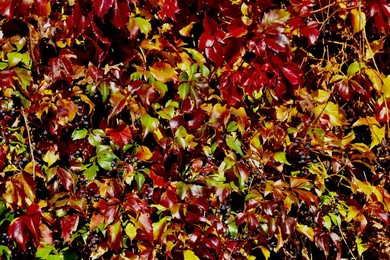 Daily life, autumnal colours