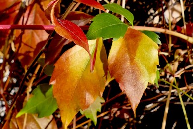 Daily life, autumnal colours