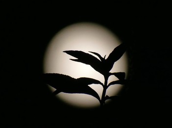 Full Hunters Moon
